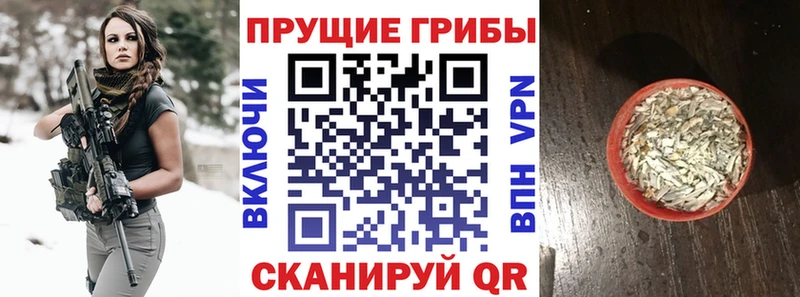 blacksprut как войти  Хабаровск  это телеграм  Галлюциногенные грибы Psilocybe 